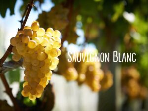 Tìm Hiểu Giống Nho Trắng Sauvignon Blanc