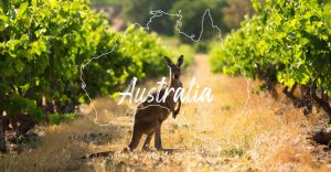 Rượu Vang Úc: Loại Nào Ngon, Mua Ở Đâu